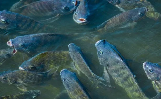 The province has over 2 000 active smallholder fish farmers producing around 400 tonnes annually