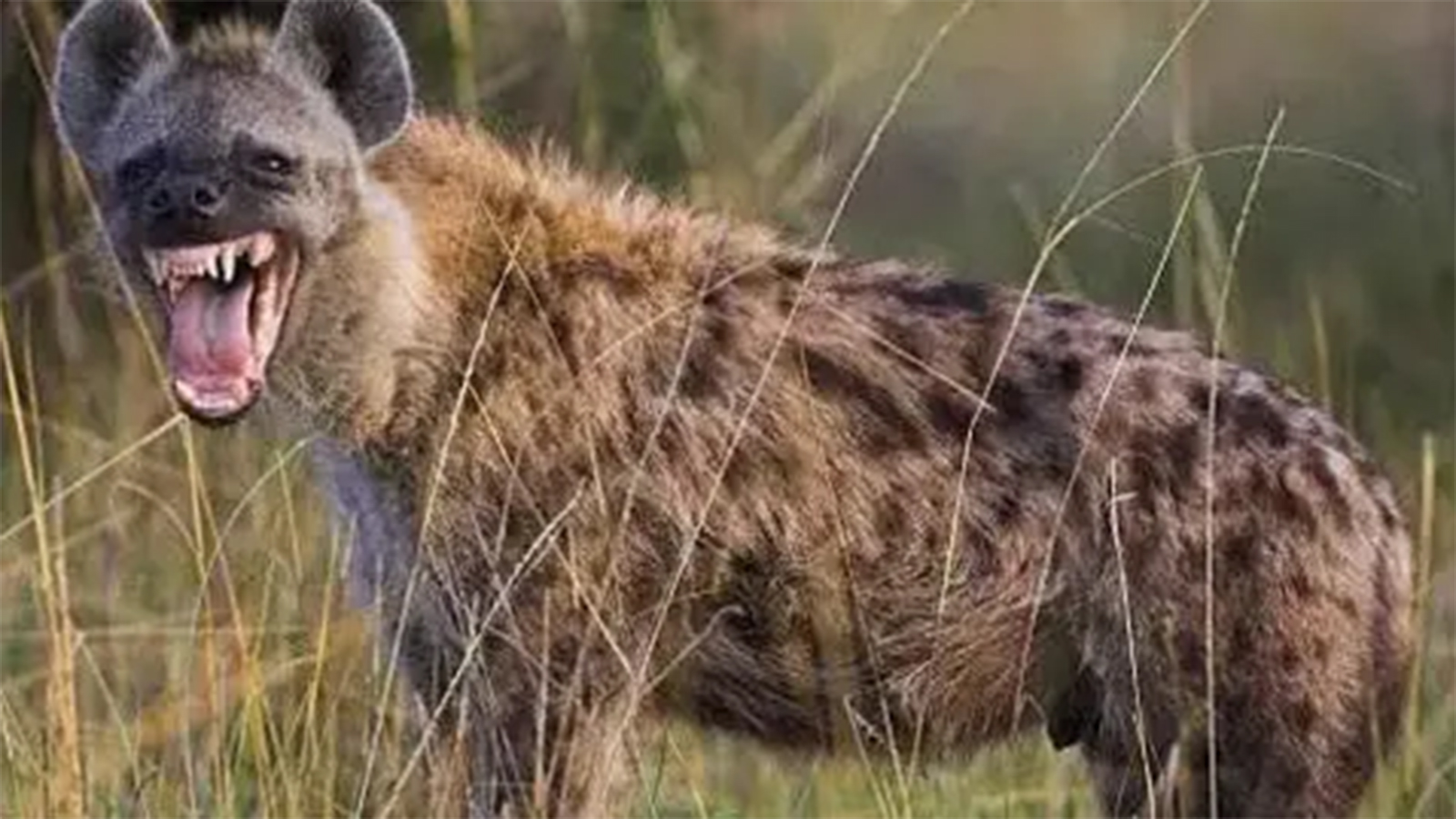 Tragic hyena attack claims life of Mutoko man after night out