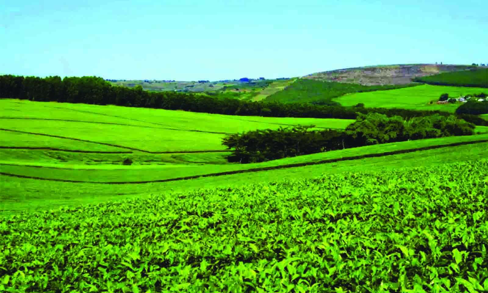 Diversification fuels Tanganda’s strong Q3 financial performance