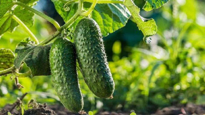 Limani ama-cucumber, alenzuzo