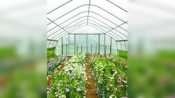 Strategic policies key can increase flower production