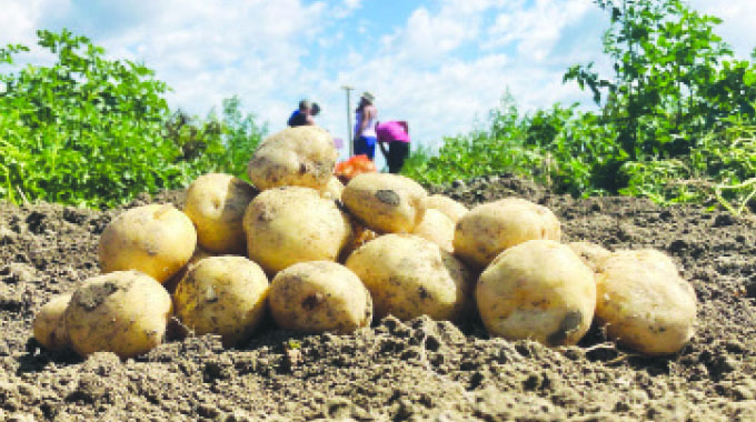 Potatoes’ rising demand presents opportunities