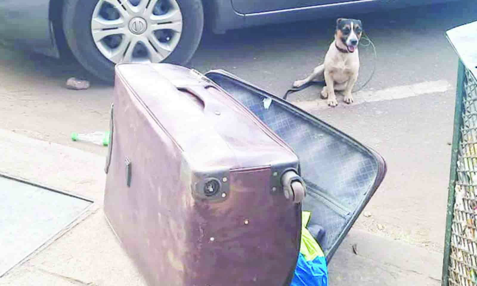 LIVE DOG FOUND IN DUMPED SUITCASE IN HARARE CBD