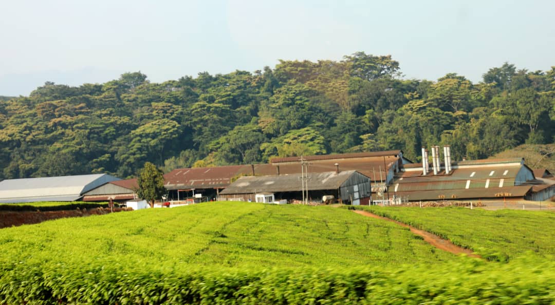 WATCH: Sanganai/Hlanganani/Kumbanayi Expo unlocks Eastern Highlands’ agro-tourism potential for the world