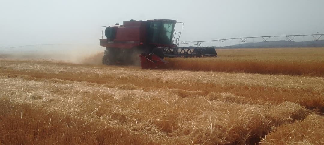 Bumper harvest expected at Antelope Irrigation Scheme