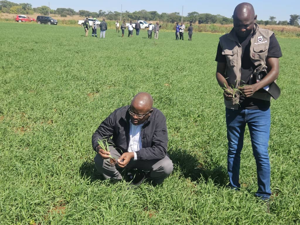WATCH: Farmers urged to capitalise on wheat harvesting residue for livestock feed