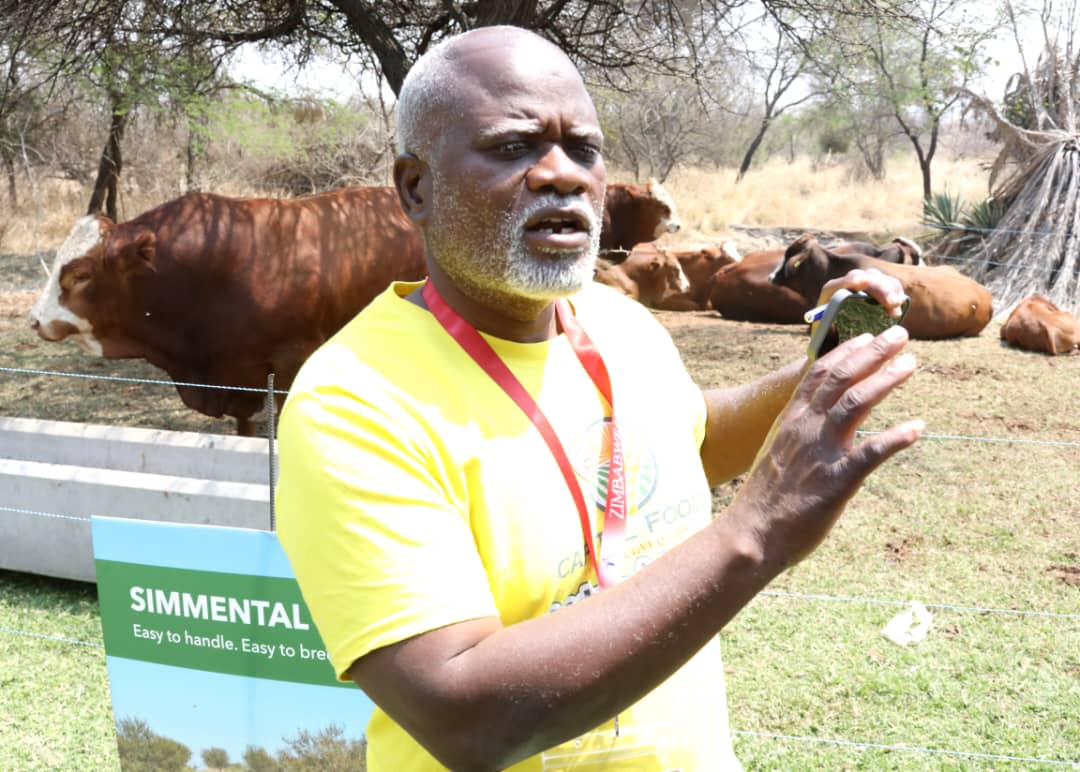 WATCH: Zimbabwean Simmental most sought after breed