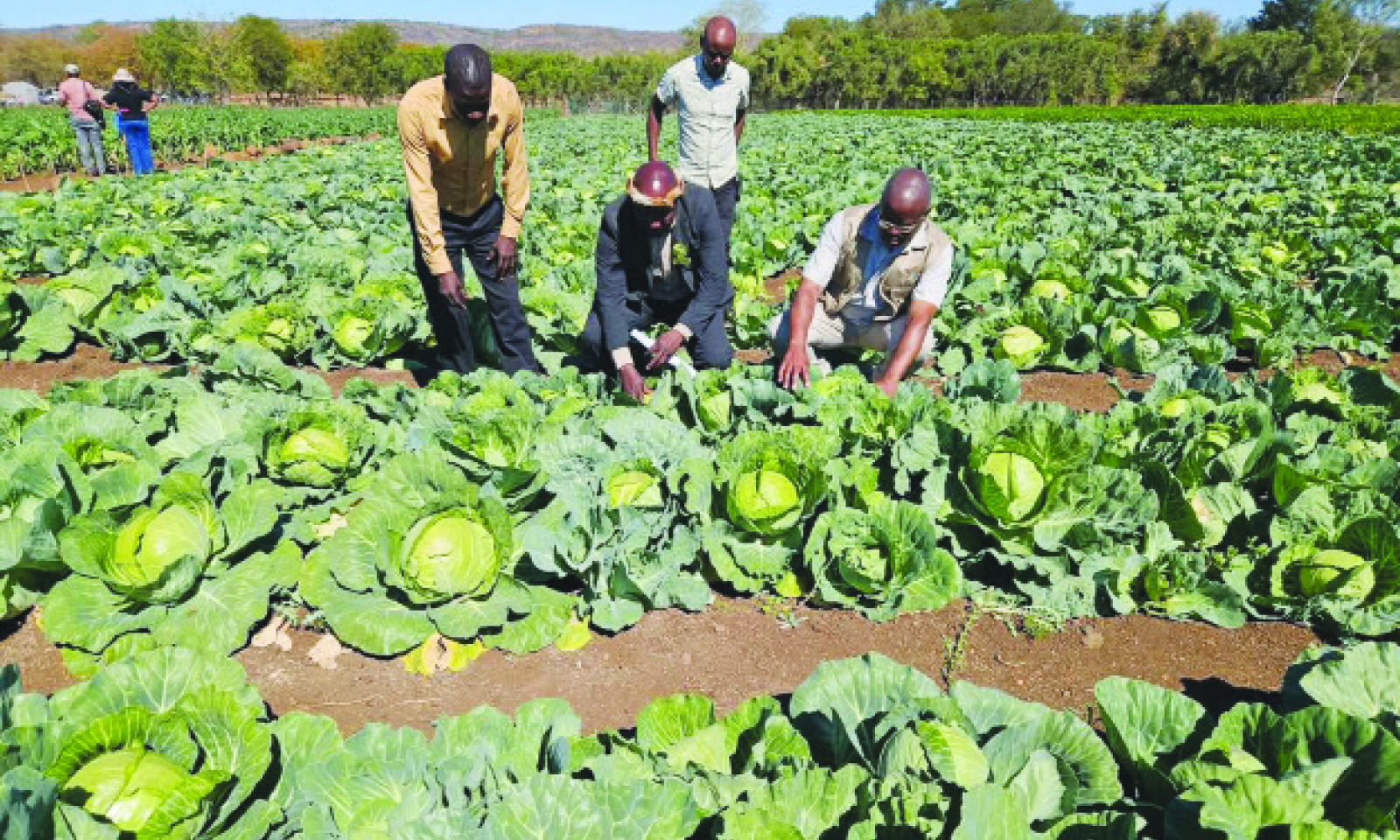 EDITOR’S BRIEF – Project Zimbabwe: The mantras at work