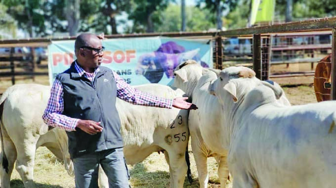 The new gold: How Zimbabwe’s livestock is redefining wealth and opportunity