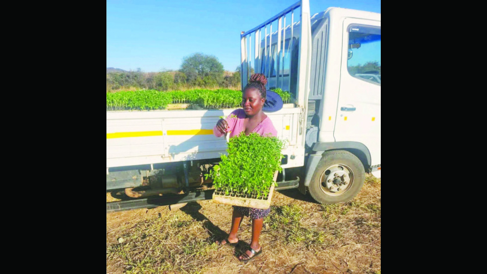 From dust to green gold: Woman redefines farming