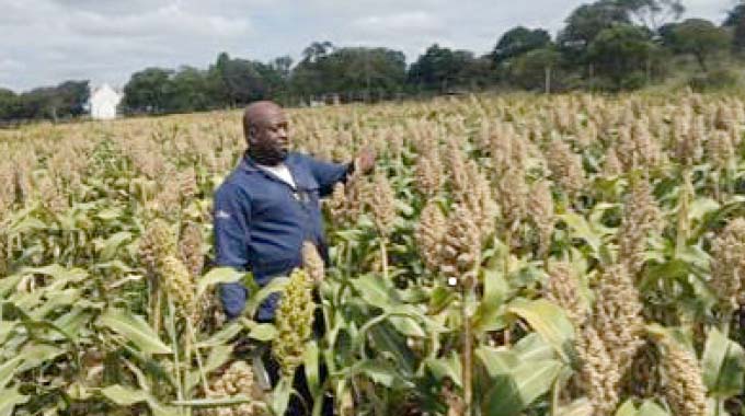 WATCH: Grain victory in Insiza. . .From research to farmers and businesses