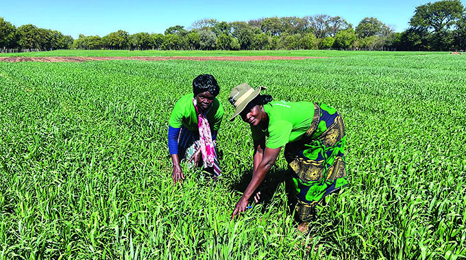 Farmers gear up for summer cropping as wheat harvest nears completion