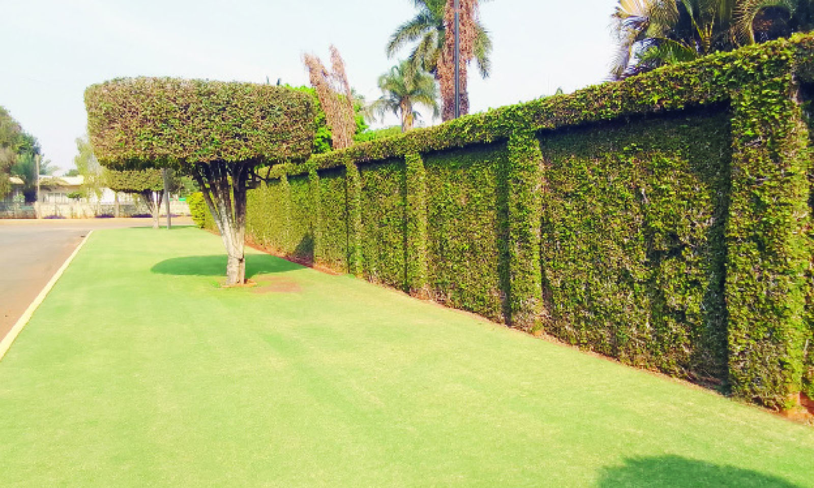 Managing the tickey creeper in your garden