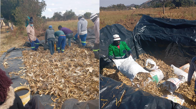 Mat South farmers turn to fodder production to curb drought cattle losses