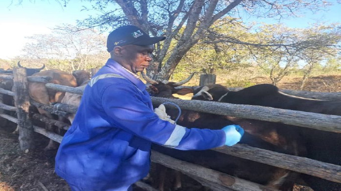 Over 42 000 animals vaccinated as foot-and-mouth spreads in Beitbridge
