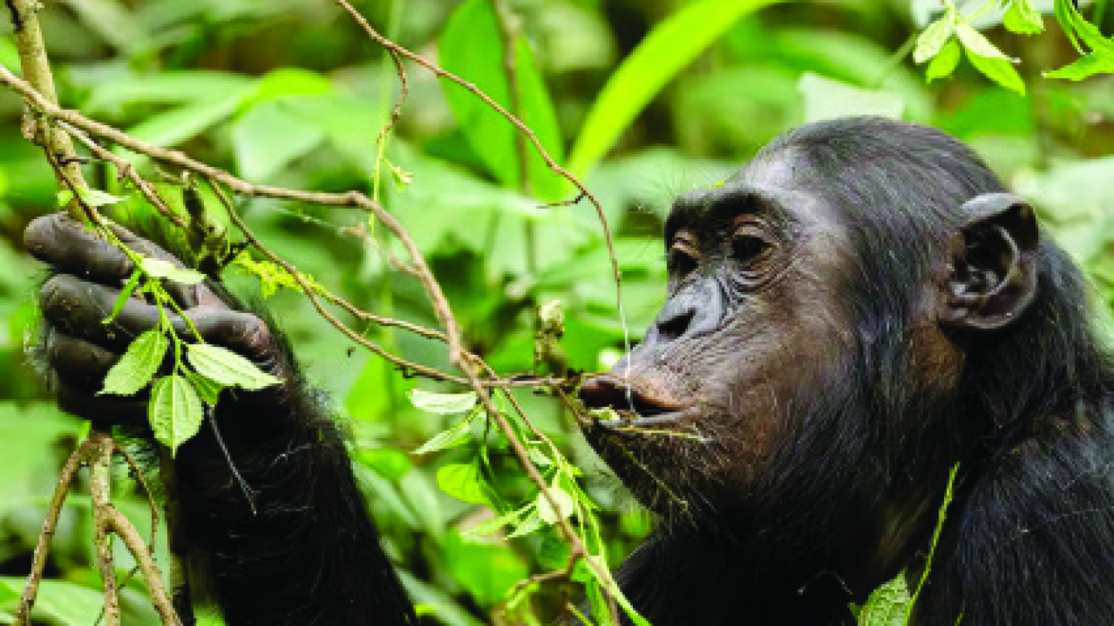 CHIMPS DRINKING A BEER A DAY?