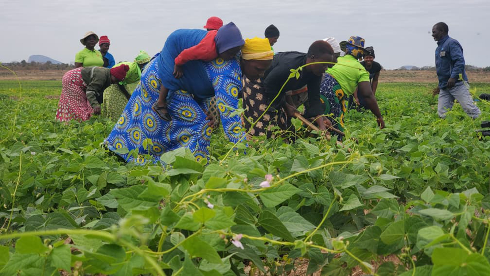 Mwenezi irrigation miracle inspires region