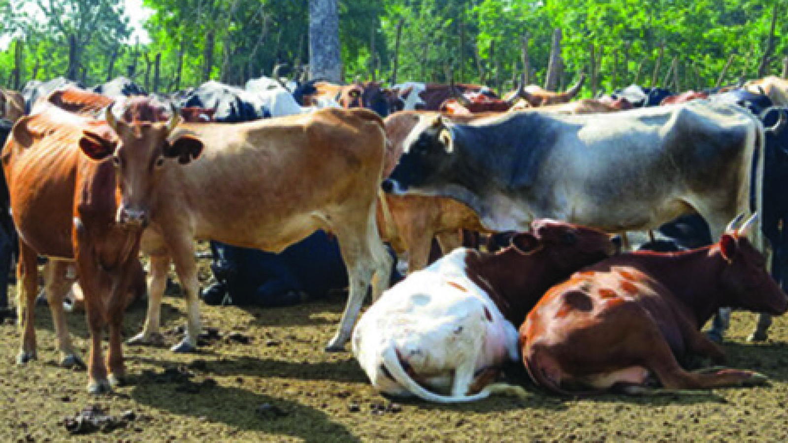 Researchers break new ground on climate-resilient livestock feed