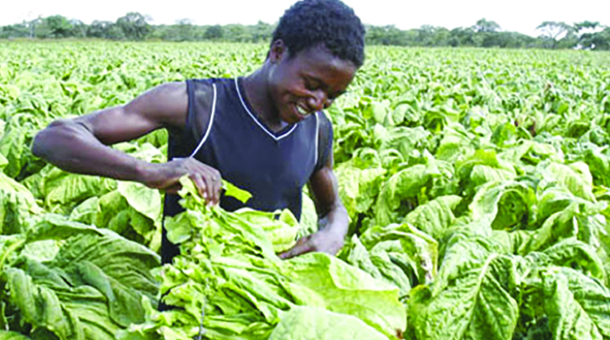 This year’s tobacco marketing season expected to start early