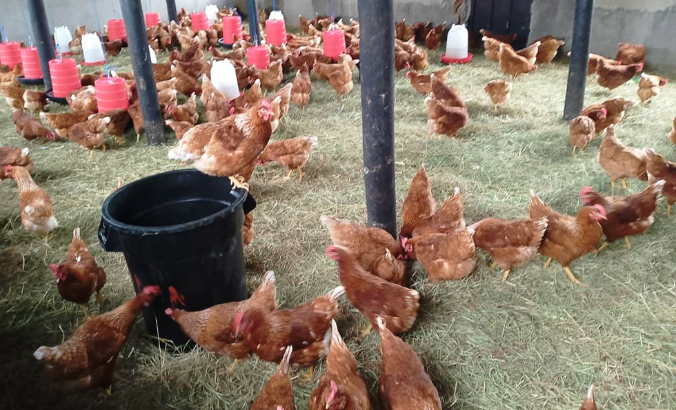 Learners consume 39 crates of eggs per week produced by the layers