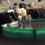 In Manicaland Province, 86 percent of the 142 043 cattle-owning households have reported that they still have enough water for their animals
