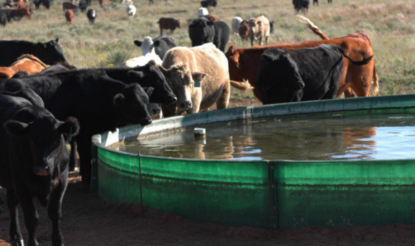 In Manicaland Province, 86 percent of the 142 043 cattle-owning households have reported that they still have enough water for their animals