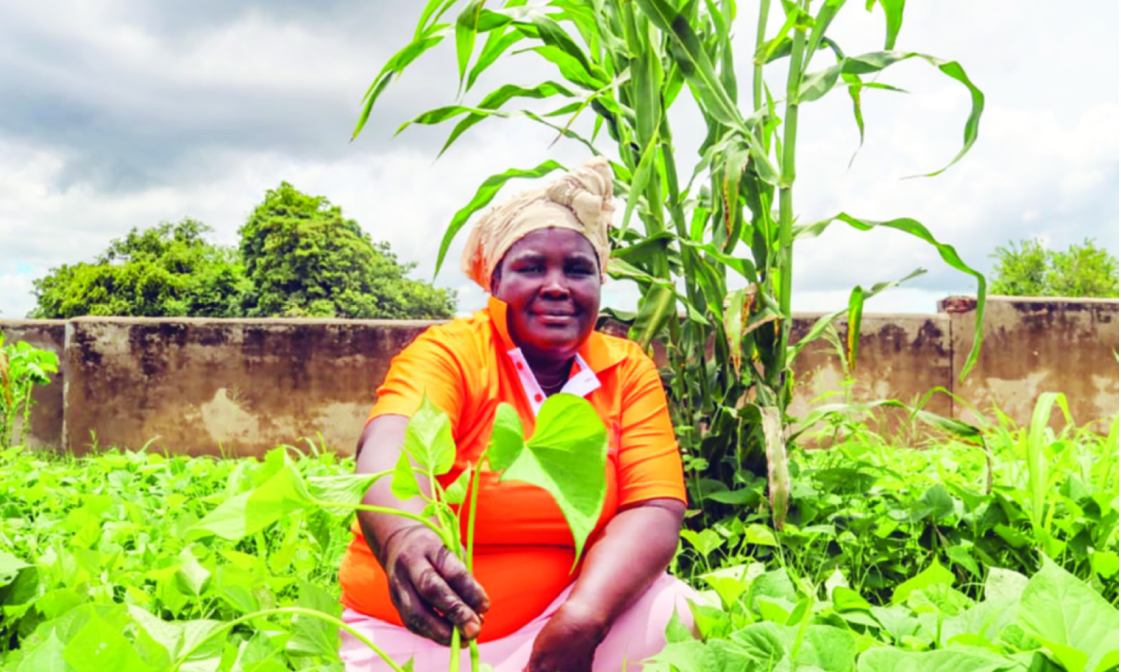 Sowing hope: Biofortified crops help combat malnutrition