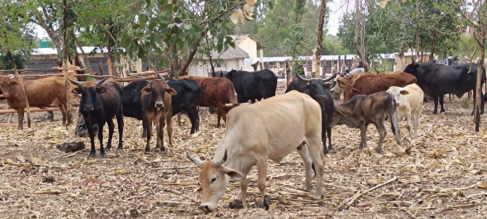 Part of the herd