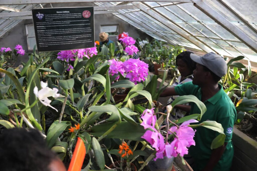 The orchid that remembers: Virginia’s legacy blooms at La Rochelle