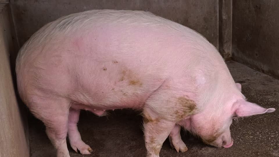 The piggery project has helped in feeding the boarders