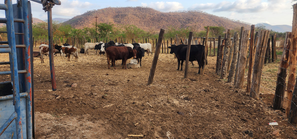 The school manages a herd of cattle which provides beef for learners