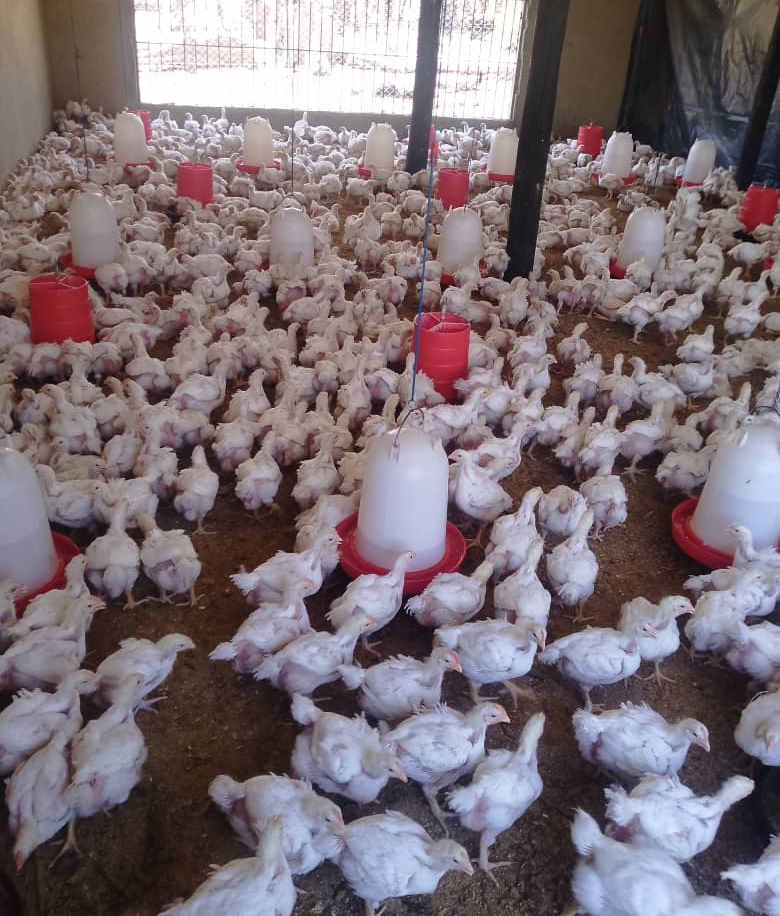 Learners consume 39 crates of eggs per week produced by the layers
