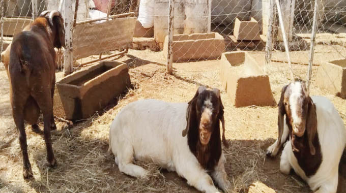 ZimTrade launches model  to propel goat meat exports