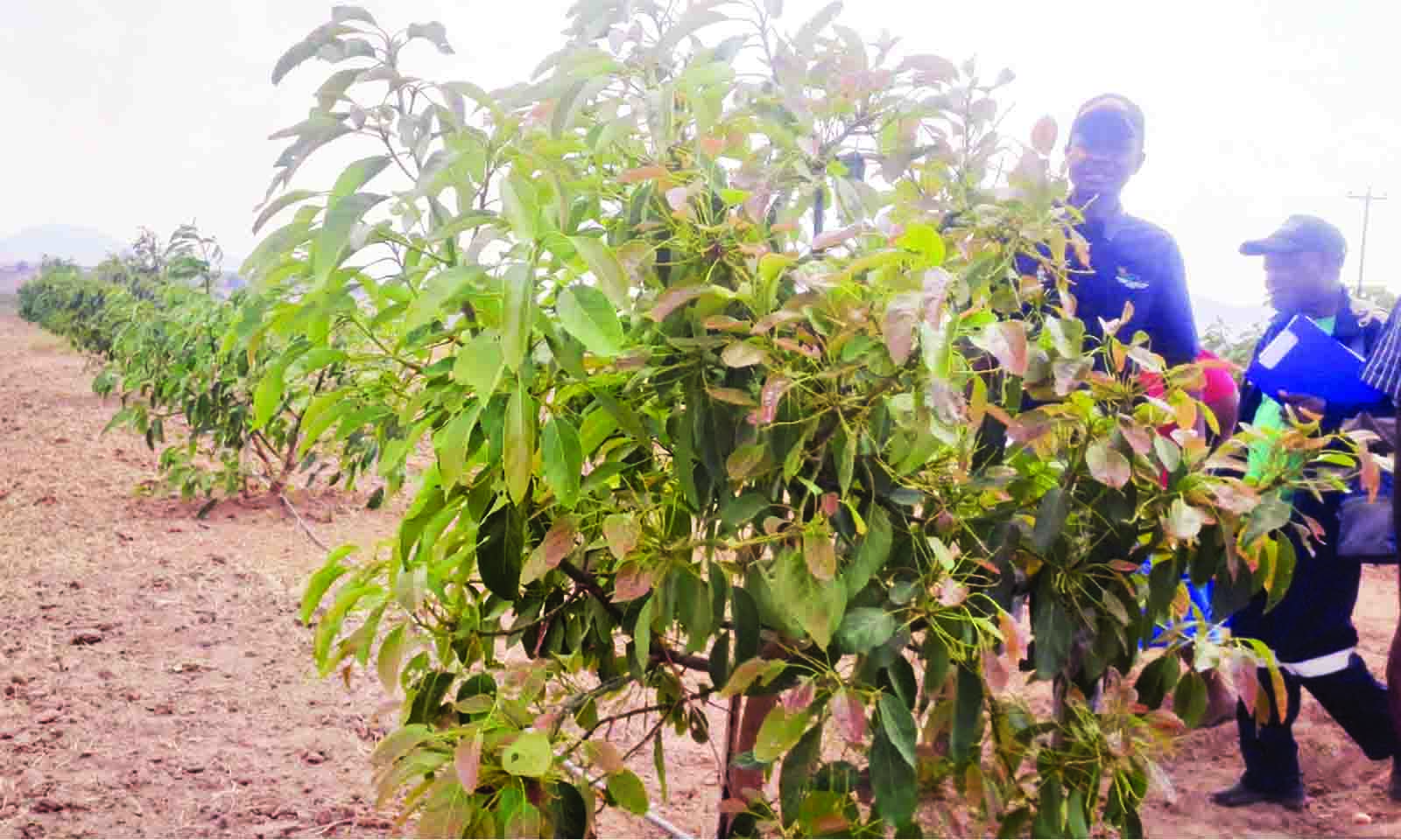 Union diversifies farming through avocado production…Embraces generational venture…Eyes export markets