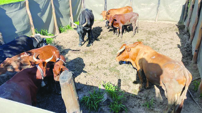 The future of cattle farming in a constrained environment