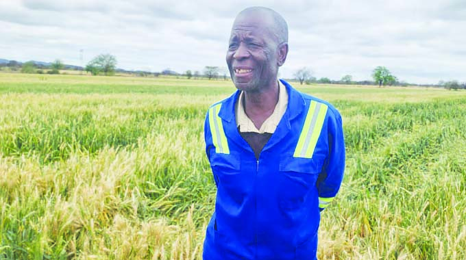 Hailstorm destroys 72 hectares of wheat at Tuli Makwe Irrigation Scheme