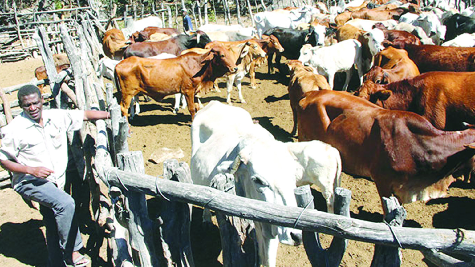 Prioritise animal health, nutrition ahead of rainy season, farmers urged