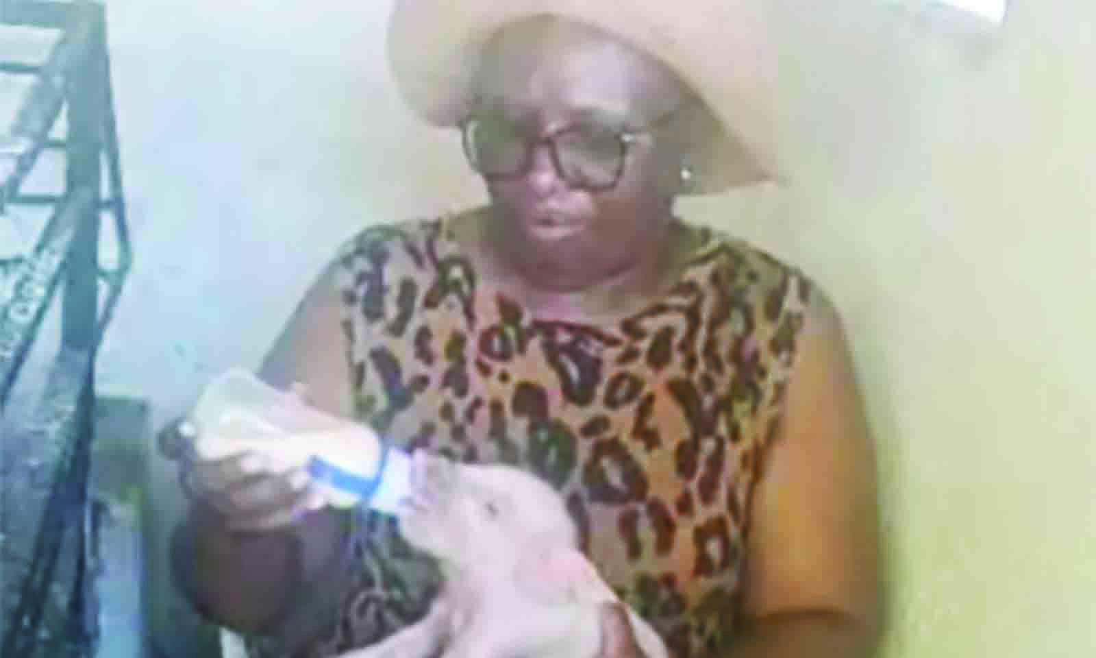 Sow delivers record 25 piglets