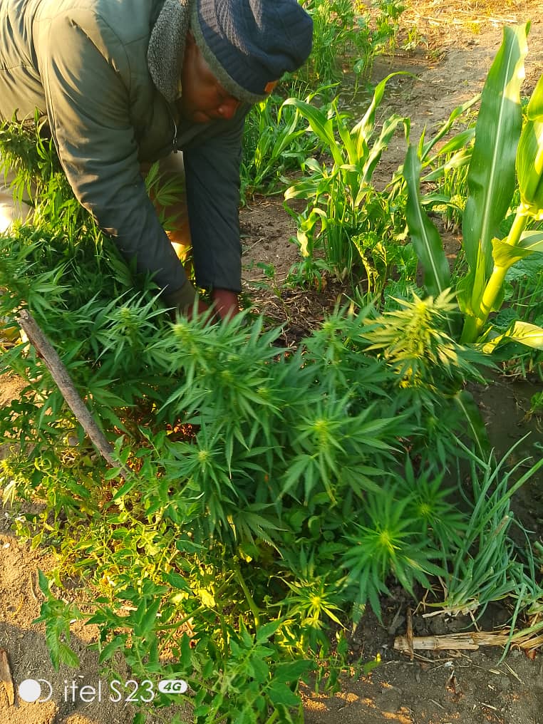 GARDEN GANJA KINGPIN NABBED — Indian Hemps Farm foiled
