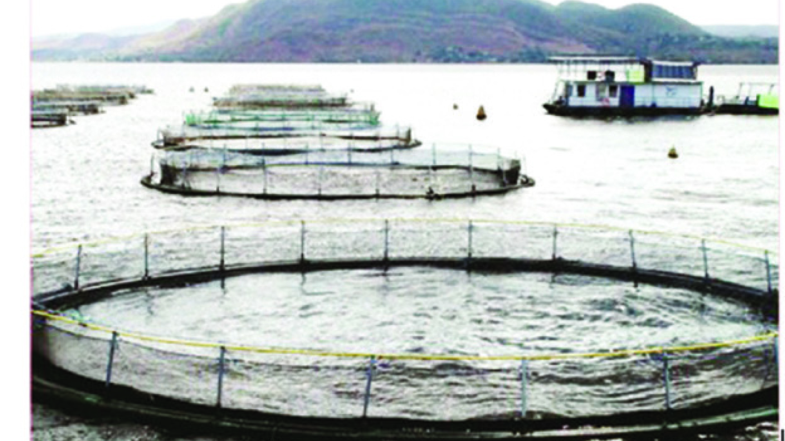 Call to lift VAT on Tilapia to boost consumption