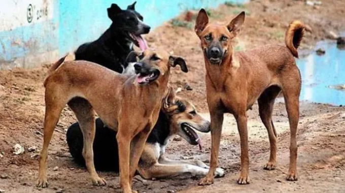 Inside Zimbabwe’s stray dog dilemma: When your Spotty and Bingo turn deadly