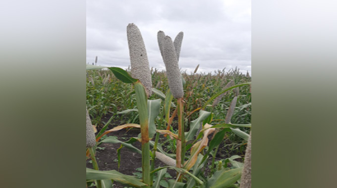 Pearl millet biofortification: A sustainable solution to micronutrient malnutrition in dry areas of Zim