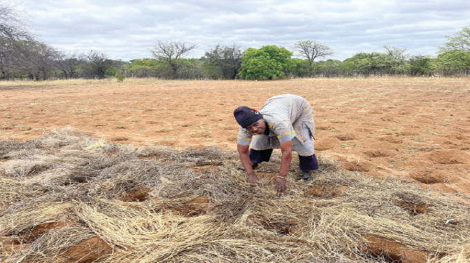 76-year-old  defeats  hunger through Intwasa farming