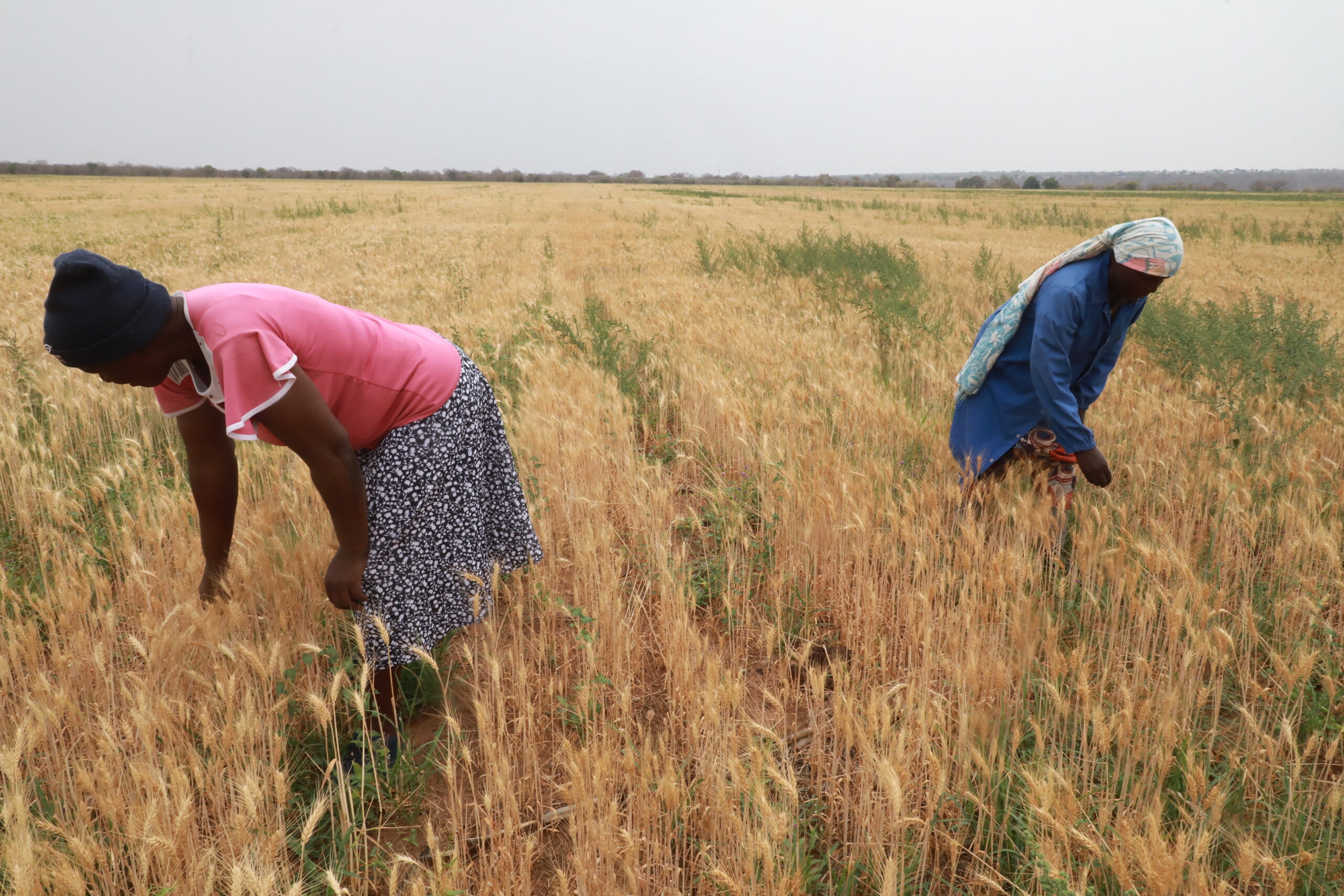 Bubi-Lupane Irrigation Scheme on cusp of game-changer winter wheat harvest