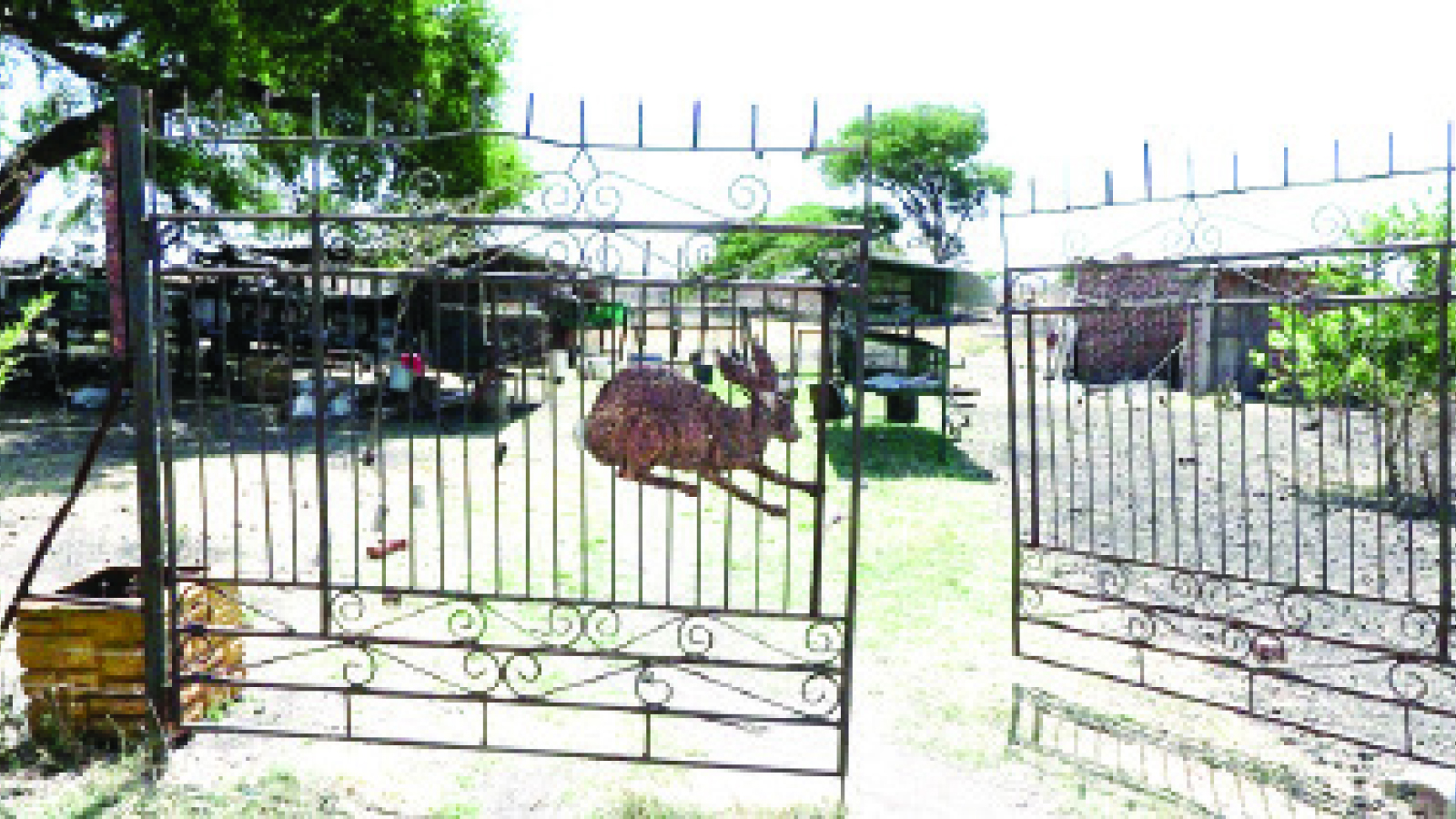 FARM RESIDENTS SAY OWNER OF KILLER DOGS IGNORED THEIR PLEAS BEFORE HIS PESTS MAULED AND KILLED A 13-YEAR-OLD GRADE SEVEN SCHOOLGIRL ON MONDAY