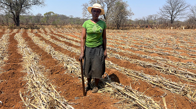 Umzingwane farmer reaps big from Pfumvudza/Intwasa programme