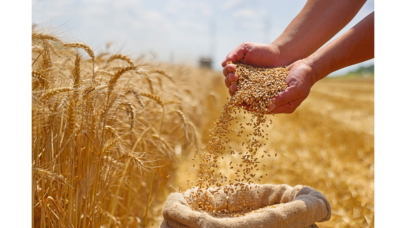 Zimbabwe retaining regional breadbasket status