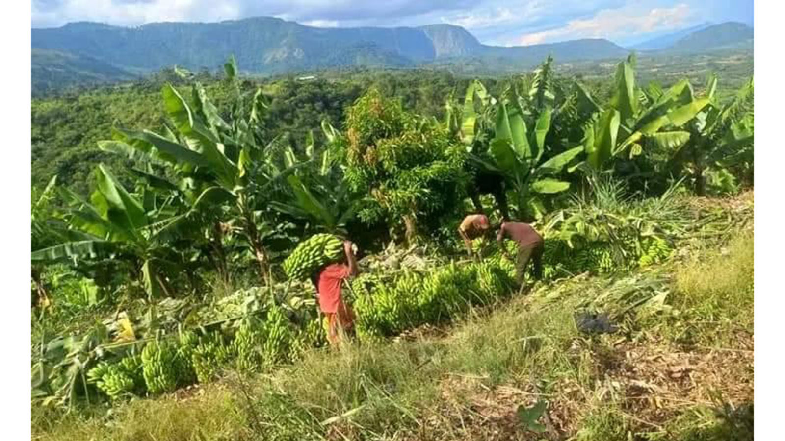 Fekitari yemabhanana, miriwo inokosha US$450k yamirira kuvhurwa