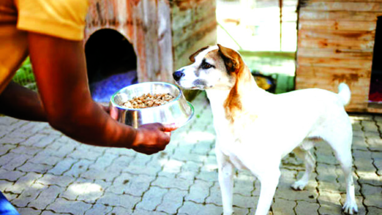 A curious tale of rising pet food sales and cheap pie prices in Mbare