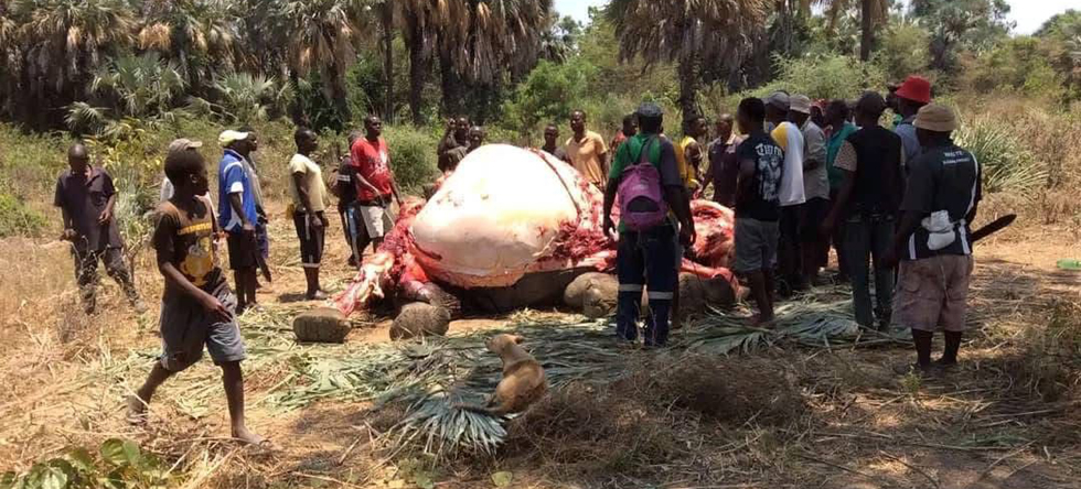 No fence, no peace: Villagers’ struggle with escaping wildlife
